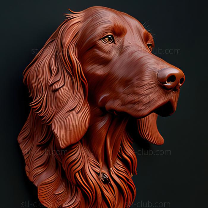 st Irish Red Setter dog